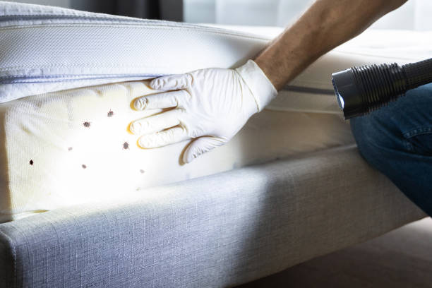Best Wasp Removal Services  in Franklin, MI