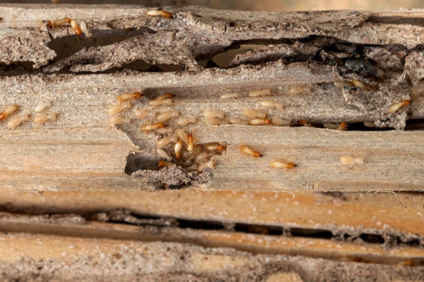 Pest Control Cost in Franklin, MI